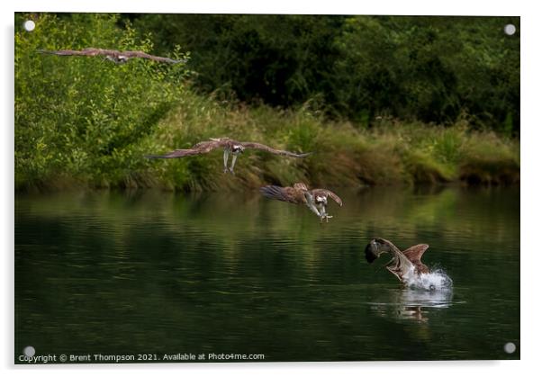 Osprey diving for fish Acrylic by Brent Thompson