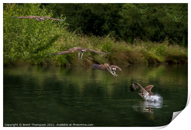 Osprey diving for fish Print by Brent Thompson