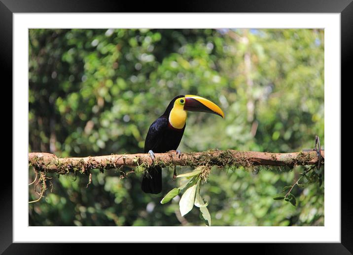 Toucan Framed Mounted Print by Amy Rogers