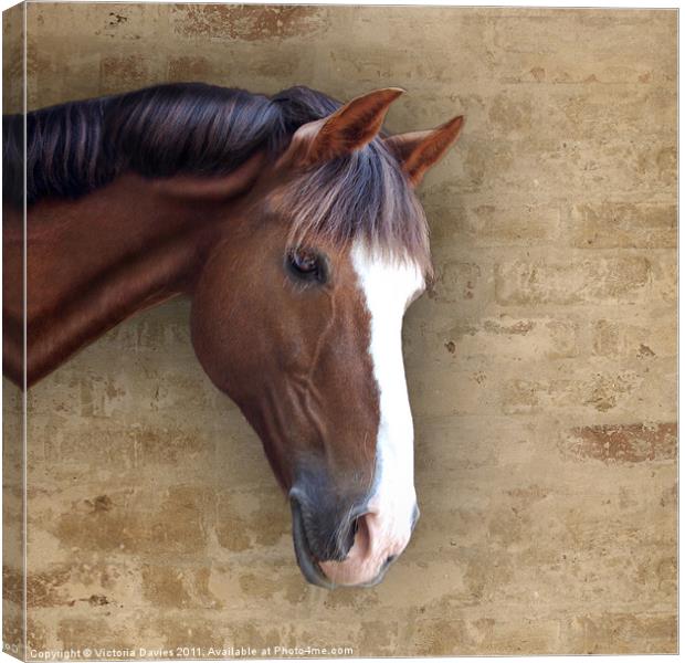 Chestnut Pony Canvas Print by Victoria Davies