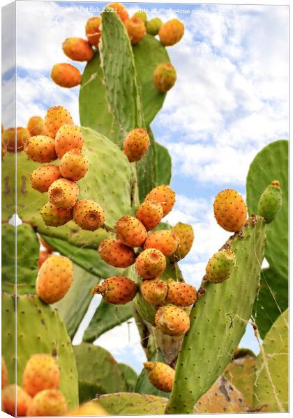 Fruits of a ripe sweet prickly pear cactus against a blue cloudy sky. Canvas Print by Sergii Petruk