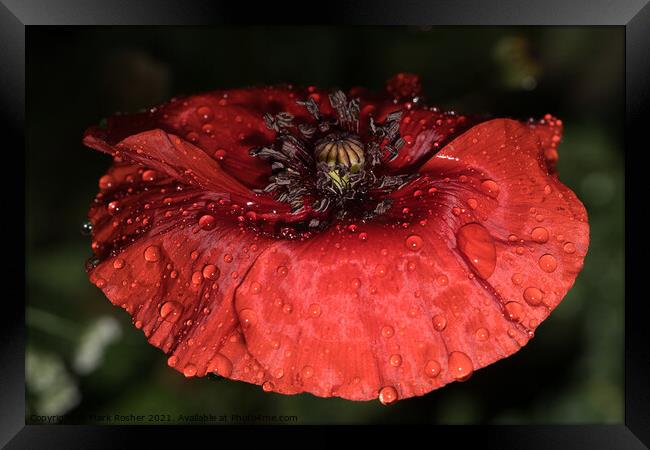Wet Red Poppy Framed Print by Mark Rosher