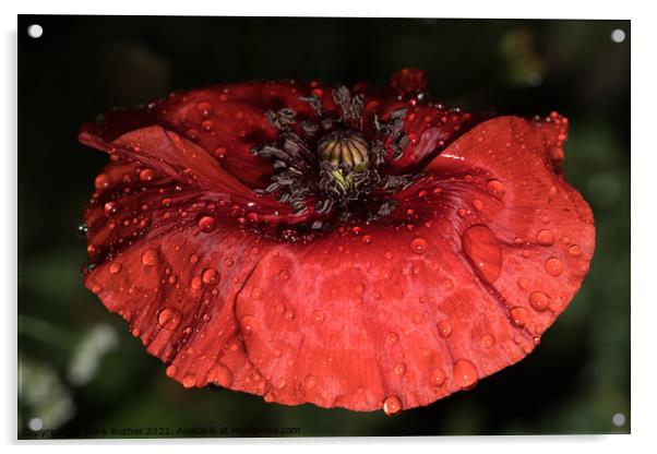 Wet Red Poppy Acrylic by Mark Rosher
