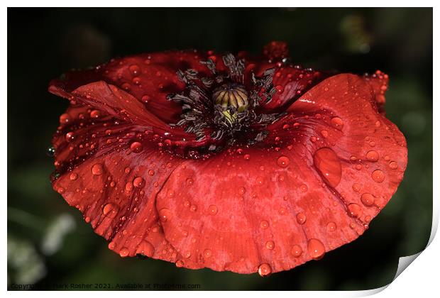 Wet Red Poppy Print by Mark Rosher