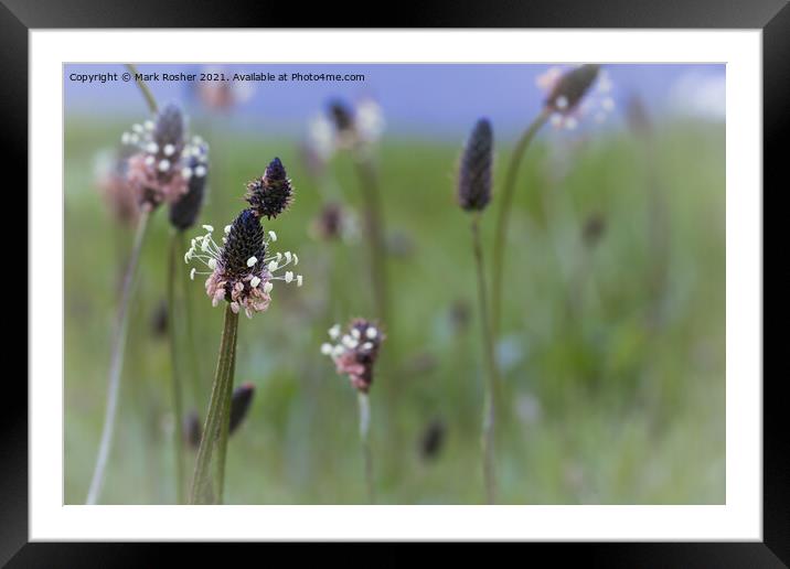 Soft Summer Meadow Framed Mounted Print by Mark Rosher
