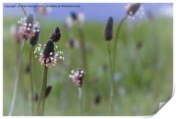 Soft Summer Meadow Print by Mark Rosher