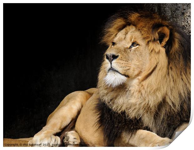 Lion, Amsterdam Zoo Print by Phil Robinson