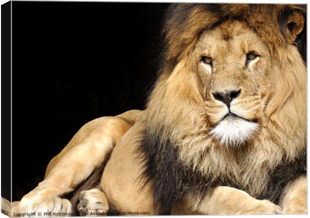 Lion, Amsterdam Zoo Canvas Print by Phil Robinson