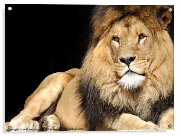 Lion, Amsterdam Zoo Acrylic by Phil Robinson
