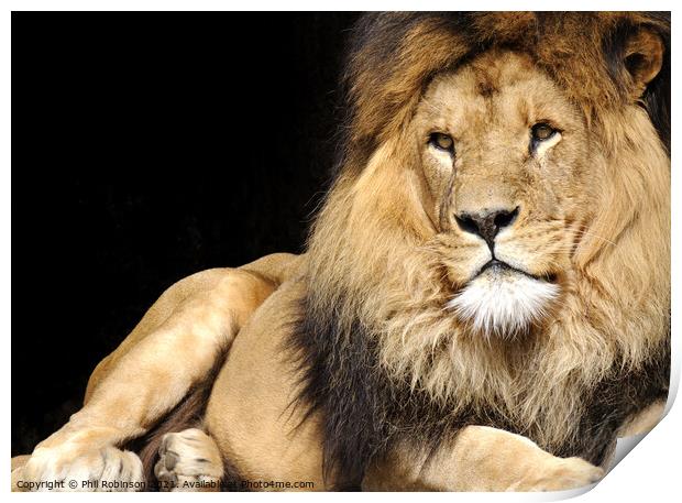 Lion, Amsterdam Zoo Print by Phil Robinson