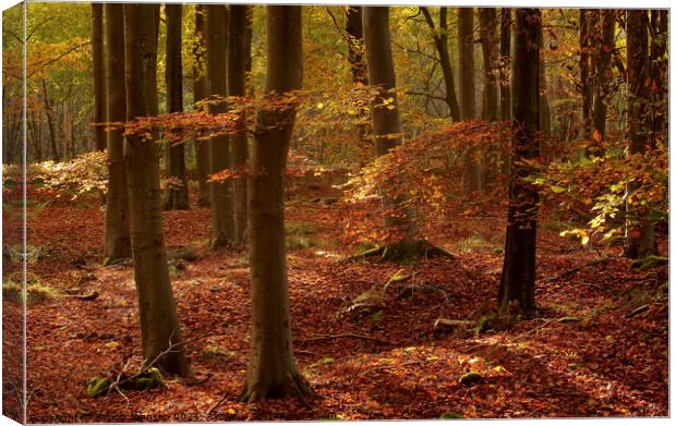 Sunlit autumn woodland Canvas Print by Simon Johnson