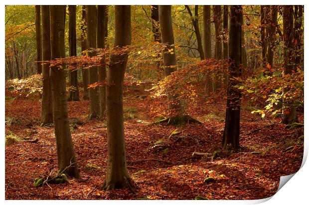 Sunlit autumn woodland Print by Simon Johnson