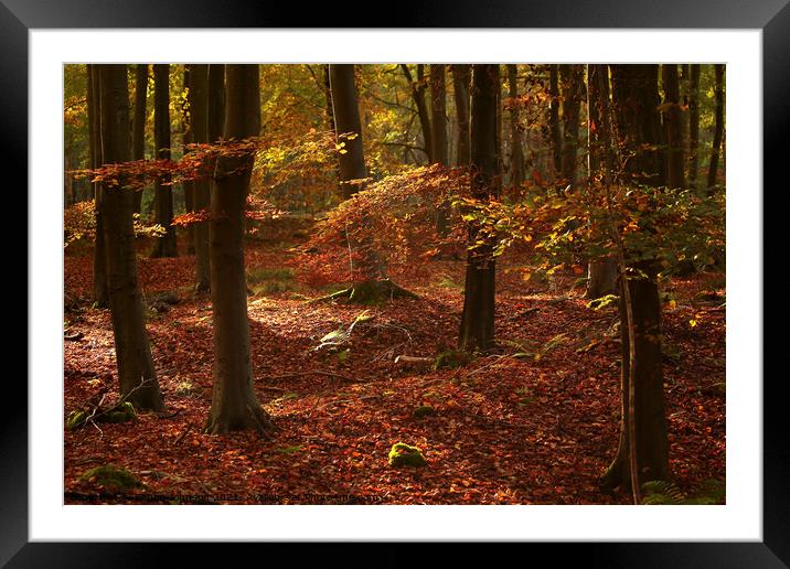 sunlit Beech woodland Framed Mounted Print by Simon Johnson