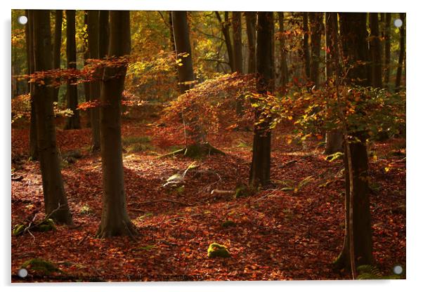 sunlit Beech woodland Acrylic by Simon Johnson