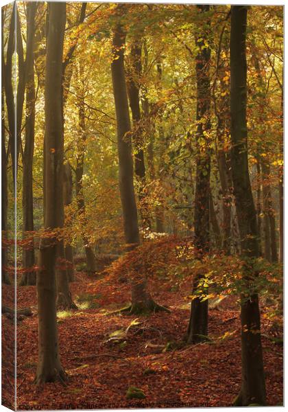 Autumn Beech woodland Canvas Print by Simon Johnson