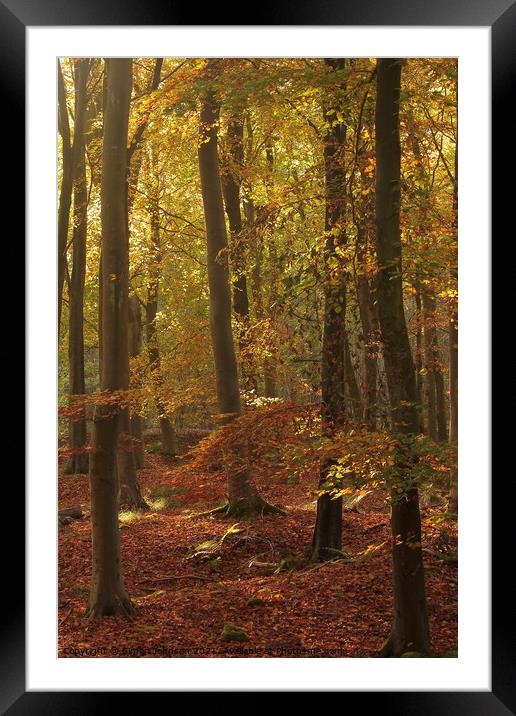 Autumn Beech woodland Framed Mounted Print by Simon Johnson