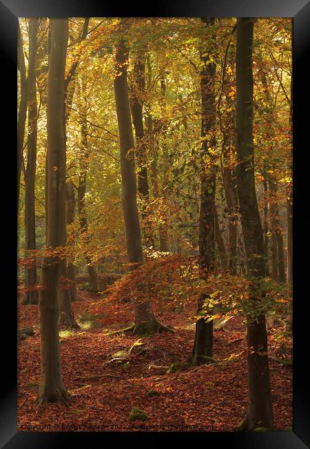 Autumn Beech woodland Framed Print by Simon Johnson