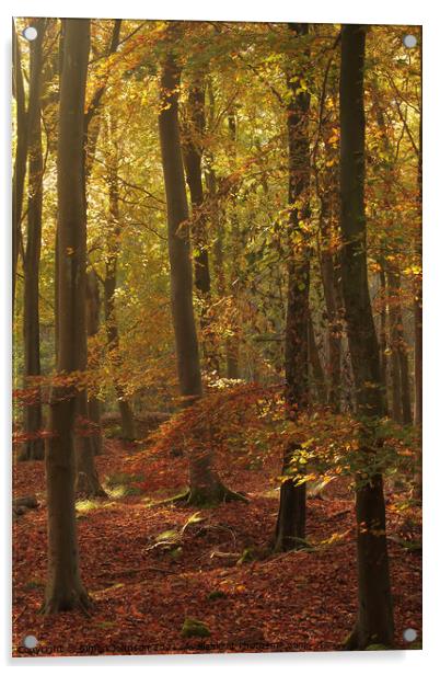 Autumn Beech woodland Acrylic by Simon Johnson