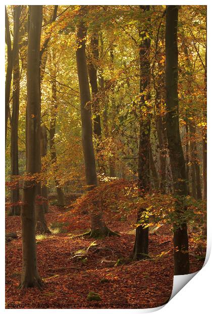 Autumn Beech woodland Print by Simon Johnson
