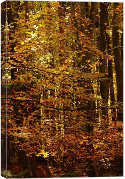 Golden Leaves Canvas Print by Simon Johnson