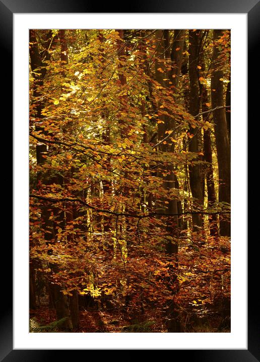 Golden Leaves Framed Mounted Print by Simon Johnson