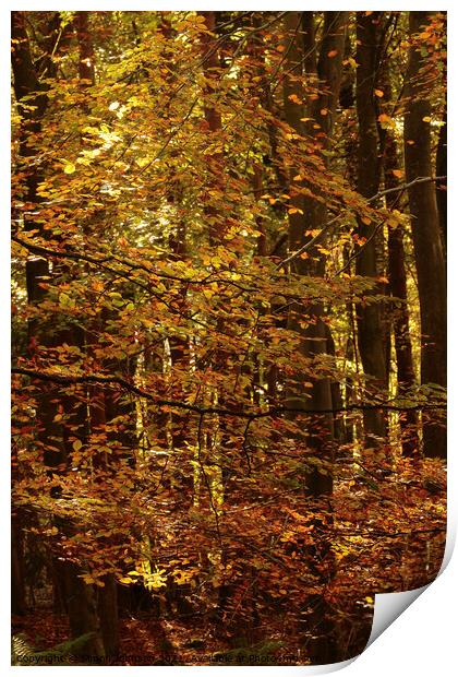 Golden Leaves Print by Simon Johnson