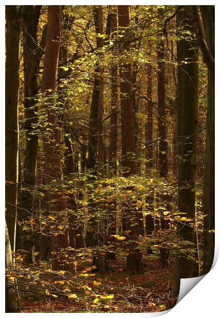 sunlit woodland Print by Simon Johnson