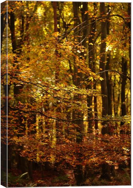 Sunlit autumn woodland Canvas Print by Simon Johnson