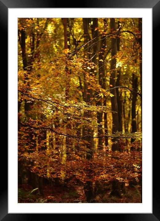 Sunlit autumn woodland Framed Mounted Print by Simon Johnson