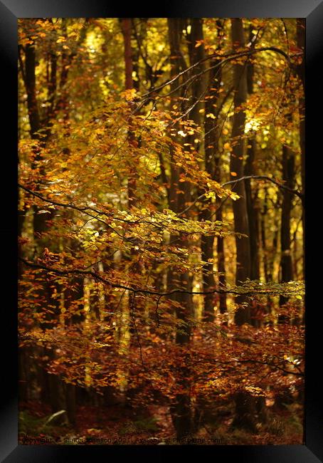 Sunlit autumn woodland Framed Print by Simon Johnson