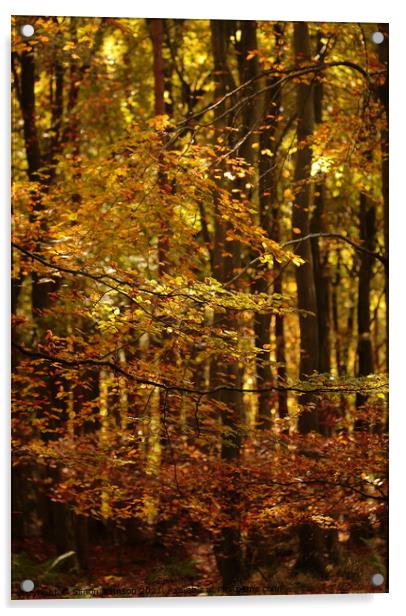 Sunlit autumn woodland Acrylic by Simon Johnson