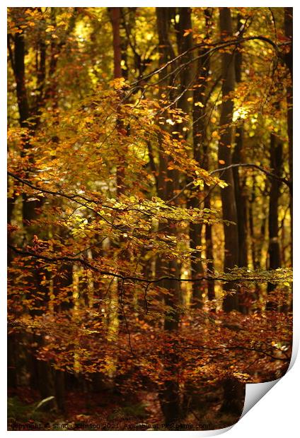 Sunlit autumn woodland Print by Simon Johnson