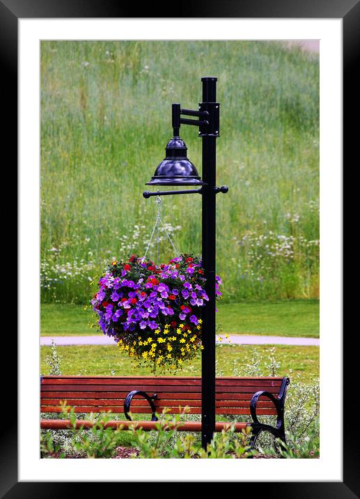 Hanging Basket Framed Mounted Print by Amy Rogers