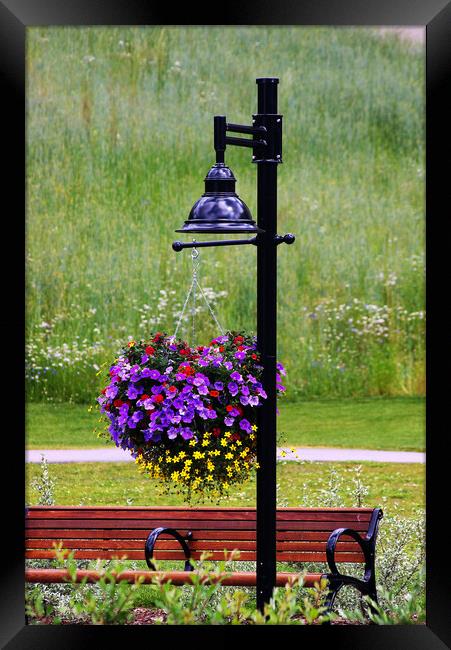 Hanging Basket Framed Print by Amy Rogers