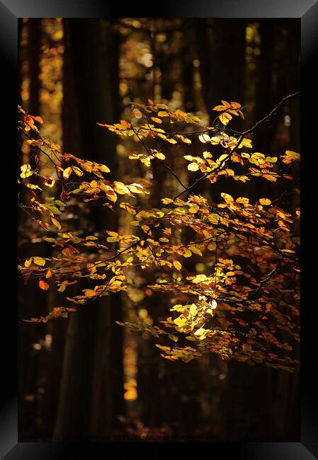 Golden sunlit leaves Framed Print by Simon Johnson