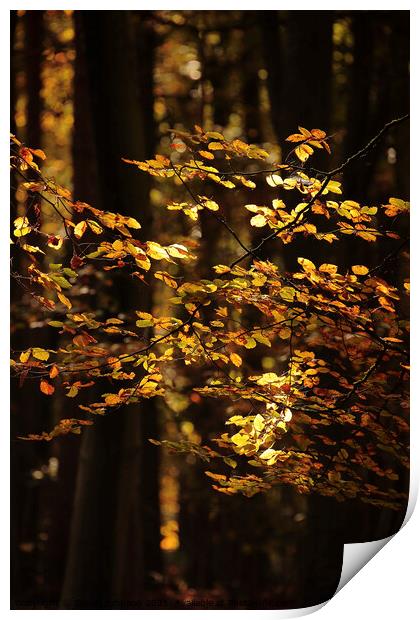 Golden sunlit leaves Print by Simon Johnson