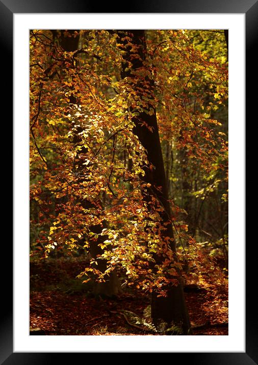 sunlit Beech leaves Framed Mounted Print by Simon Johnson