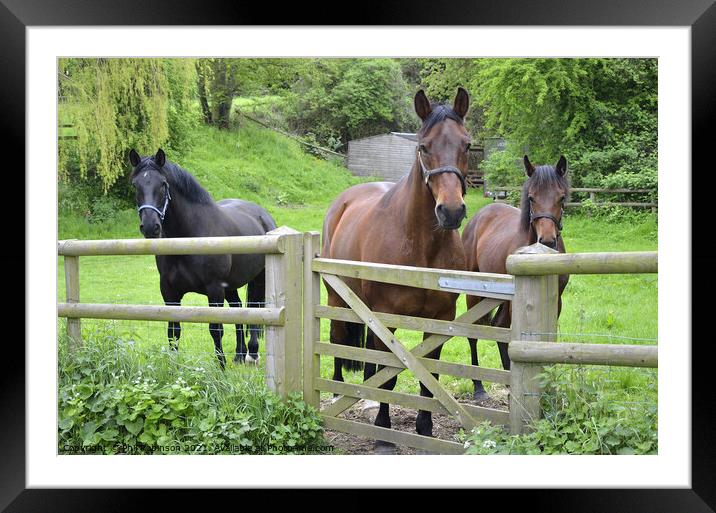 Three Horses Framed Mounted Print by Phil Robinson