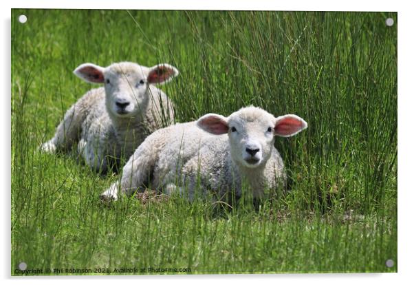 Lambs Acrylic by Phil Robinson