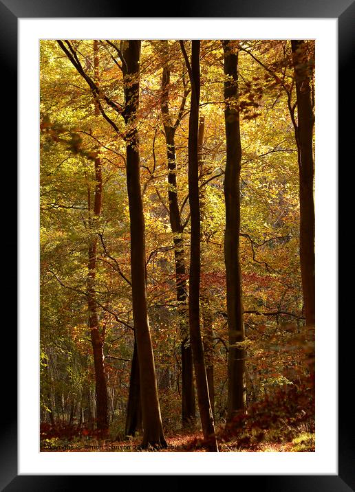 sunlit autumn woodland Framed Mounted Print by Simon Johnson