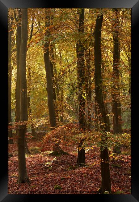 sunlit beech woodland Framed Print by Simon Johnson