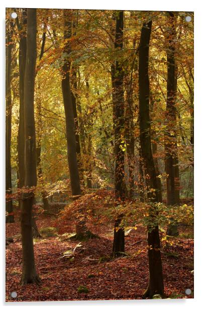 sunlit beech woodland Acrylic by Simon Johnson