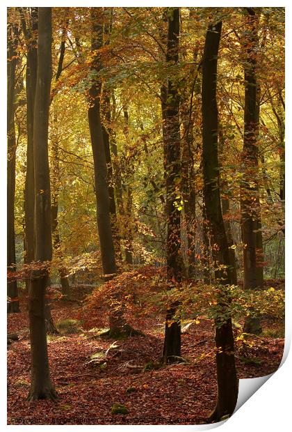 sunlit beech woodland Print by Simon Johnson