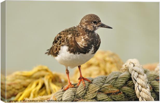 Turnstone on Rope Canvas Print by Phil Robinson