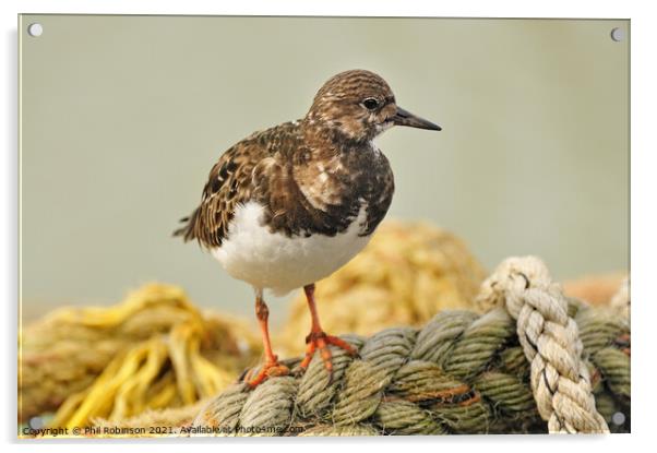 Turnstone on Rope Acrylic by Phil Robinson