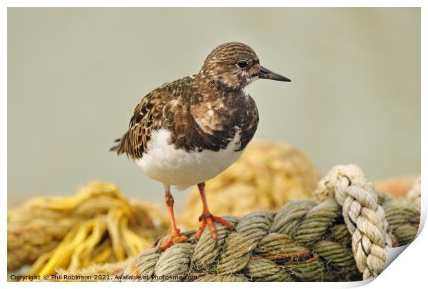 Turnstone on Rope Print by Phil Robinson