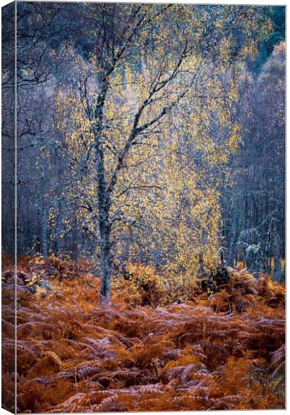 Autumn Glow in Glen Affric Canvas Print by John Frid