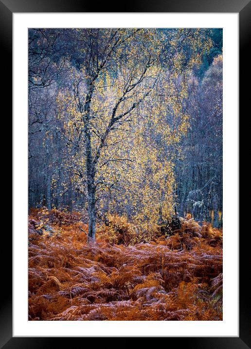 Autumn Glow in Glen Affric Framed Mounted Print by John Frid