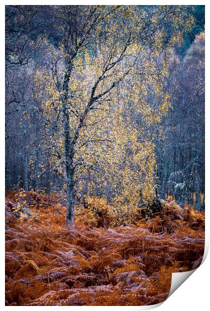 Autumn Glow in Glen Affric Print by John Frid