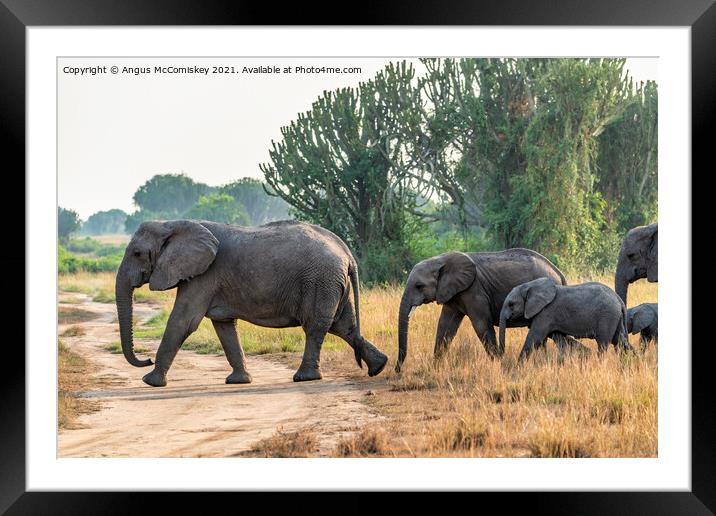 Family of African elephants on the move, Uganda Framed Mounted Print by Angus McComiskey
